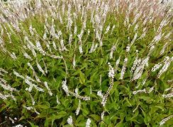 Image result for Persicaria amplexicaulis Alba Junior