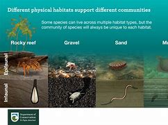 Image result for Marine Habitat List