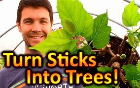 Image result for Dwarf Fruit Trees Zone 5