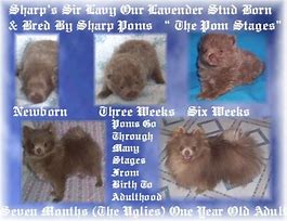 Image result for Puppy Uglies Pomeranian Stages