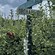 Image result for Apple Orchard Hendersonville NC