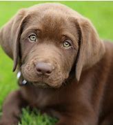 Image result for Cute Puppy Dog with Green Eyes