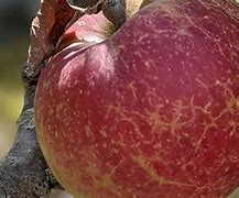 Image result for Newton Apple Real or Not