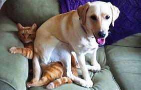 Image result for Hilarious Dog and Cat