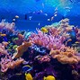 Image result for Underwater Coral Reef