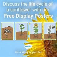 Image result for Sunflower Life Cycle