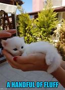 Image result for Angel Cat Meme