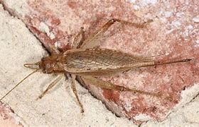 Image result for Jumping Cricket Spider