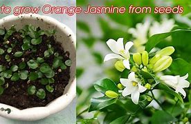 Image result for Jasmine Flower Seeds