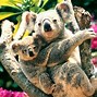 Image result for Cute Koala