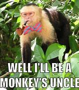 Image result for Muppet Monkey Meme