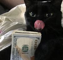 Image result for No Money Cat Meme