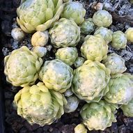 Image result for Sempervivum Shampoo