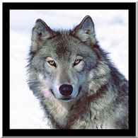 Image result for Wolves for Kids