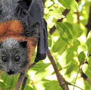 Image result for Fruit Bat Om a Branch