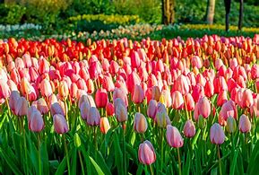 Image result for Famous Tulips Garden