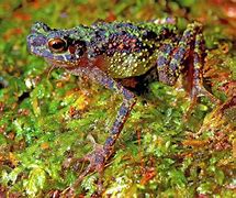 Image result for Psychedelic Toad