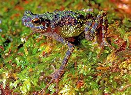 Image result for Psychedelic Toad