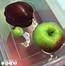 Image result for 5 Apples Tall