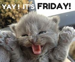 Image result for Happy Friday Baby Animals