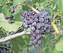 Image result for Seedless Table Grapes