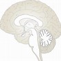 Image result for brain clip art for science project