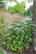 Bildergebnis für Aster divaricatus Tradescant