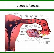 Image result for Uterus and Adnexa Anatomy