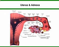 Image result for Uterus and Adnexa Anatomy