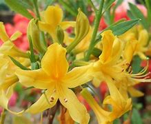 Image result for Rhododendron luteum