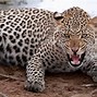 Image result for 10 Deadliest Animals