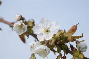 Image result for Prunus avium Kordia