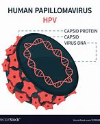 Image result for HPV Diagram