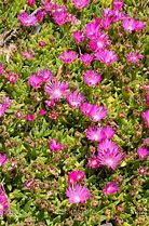 Bildergebnis für Delosperma lavisiae