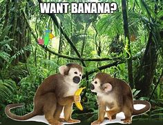 Image result for Banana Costume Campaign Meme
