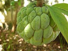 Image result for Sugar Apple Tropical Fruit