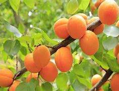 Image result for Himachal Fruits
