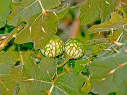 Image result for Tropical Soda Apple