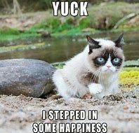 Image result for Cat Hanging in There Meme