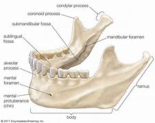 Image result for Human Jaw Bone Anatomy