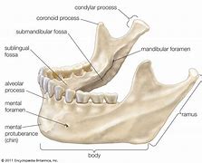 Image result for Mandible Jaw Bone