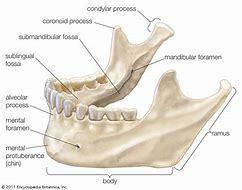 Image result for Jaw Body Part
