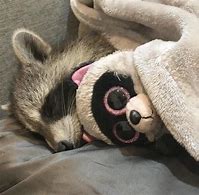 Image result for Sad Baby Raccoon Meme