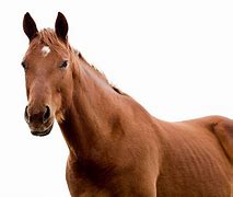 Image result for Tan Horse White Background