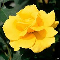 Image result for Midas Touch Rose Hybrid Tea