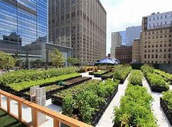 Image result for Urban Farming