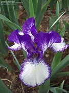 Image result for Iris germanica Rare Edition