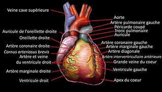 Image result for Anatomie Du Coeur
