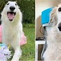 Image result for 12 Inches Dog