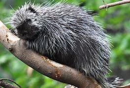 Image result for North America Porcupines